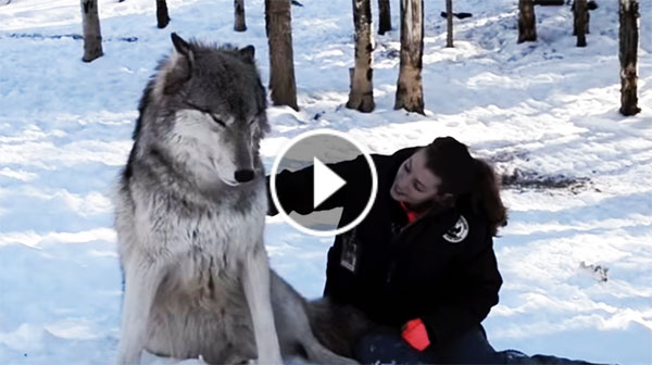 Giant Wolf Sits Down With A Human. Now Watch What Happens When She ...