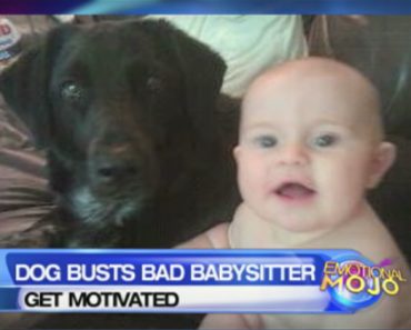 dog-babysitter