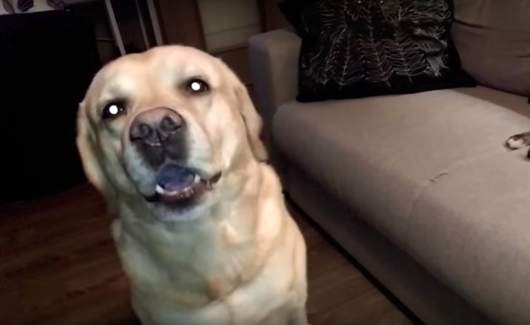 Labrador Found Out It Was Time For Christmas. What He Does In Response? Hilarious!