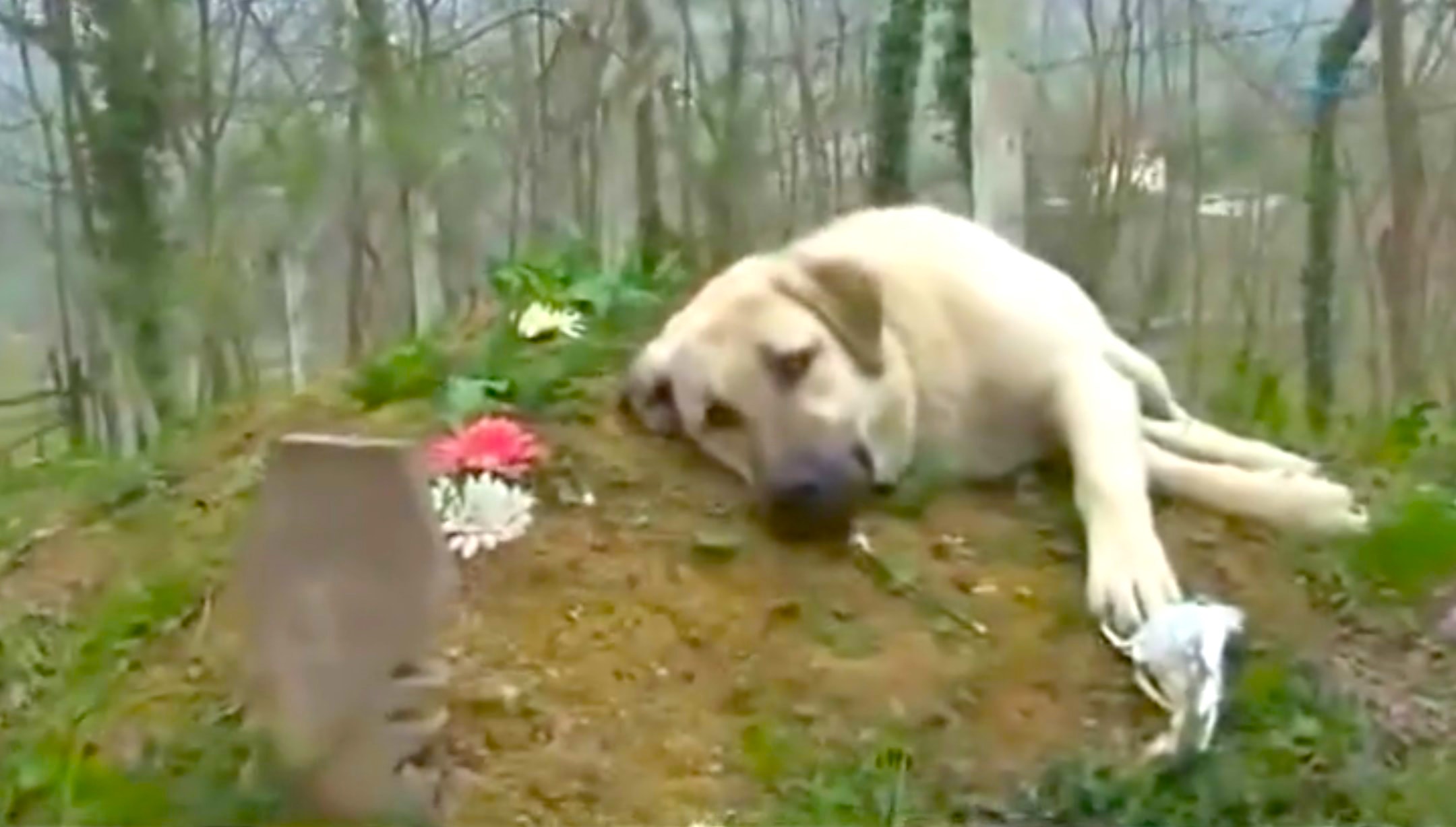 Очень грустное видео. Преданные собаки истории. Грустные истории про собак. Собака лежит на кладбище. Собаки грустные до слез.