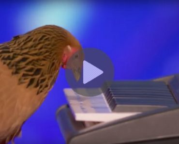 chicken plays piano