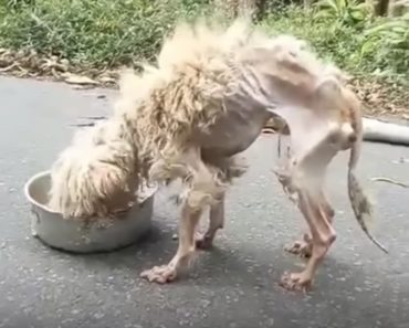 Heartbreaking Rescue of an Abandoned Dog