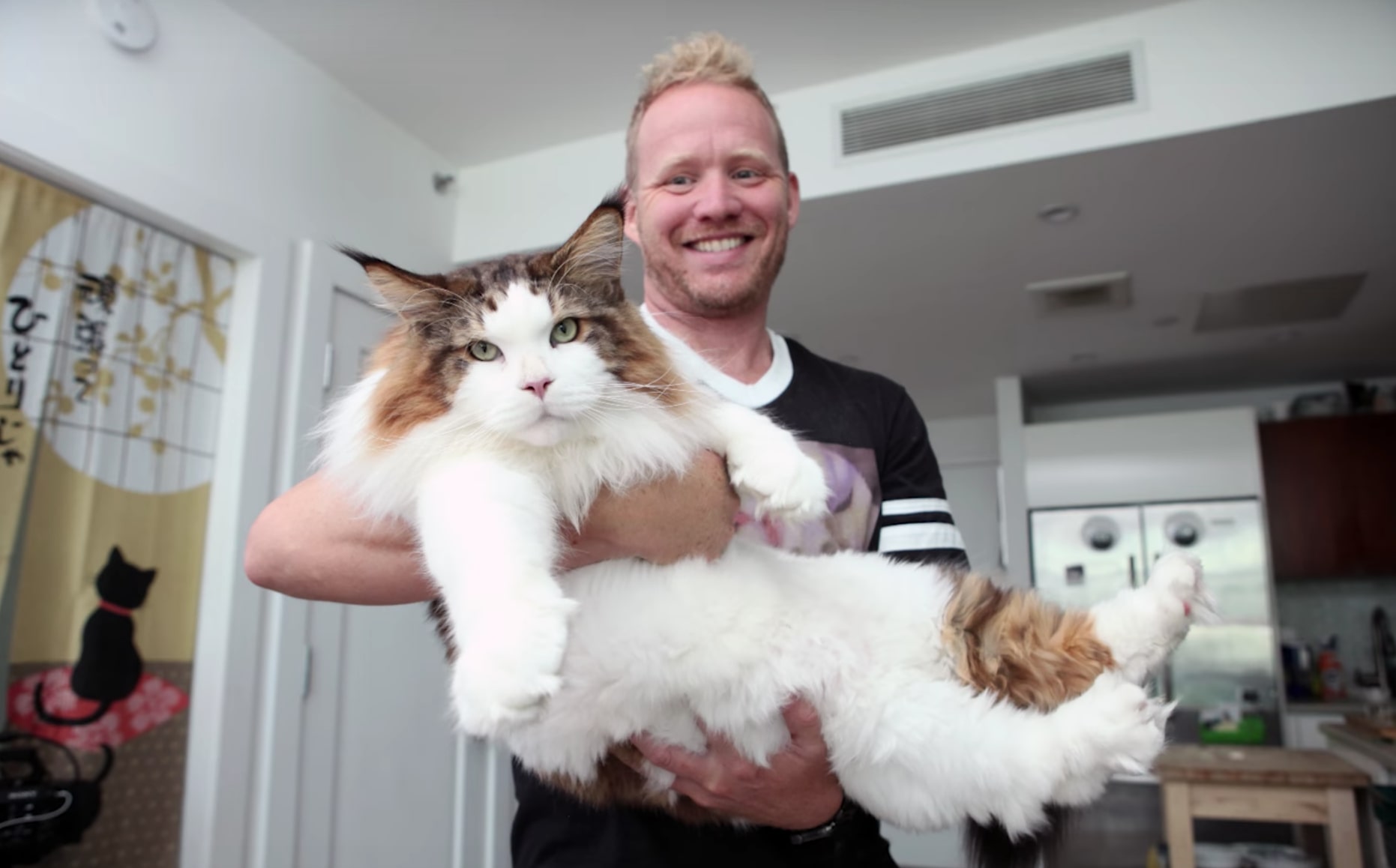 Samson, The New York's Biggest Cat. Amazing!