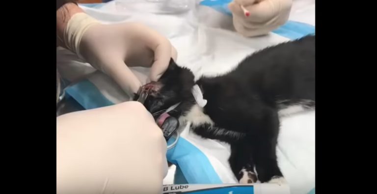 Large Larva Was Removed From Kitten’s Head. Good Job!